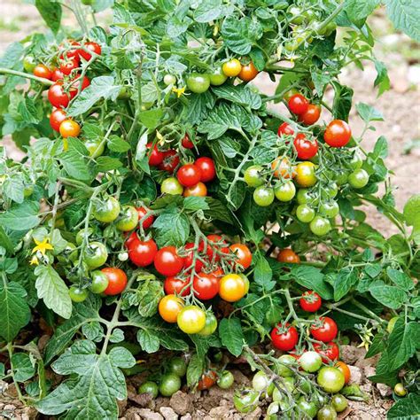 boss lizzano|Tomato Grafted Lizzano 9cm Potted Plant x 3 